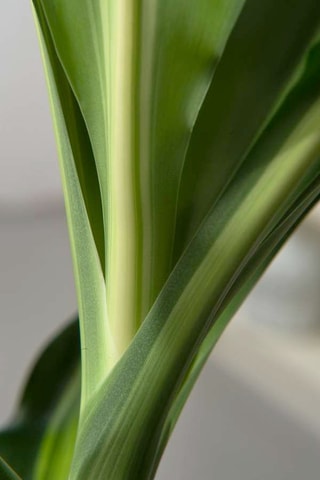 Dracaena "Cintho" - Hauteur livrée 140-150 cm