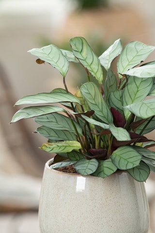 2 Ctenanthe Burle-Marxii Amagris - Hauteur livrée 25-35 cm