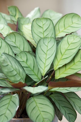 2 Ctenanthe Burle-Marxii Amagris - Hauteur livrée 25-35 cm