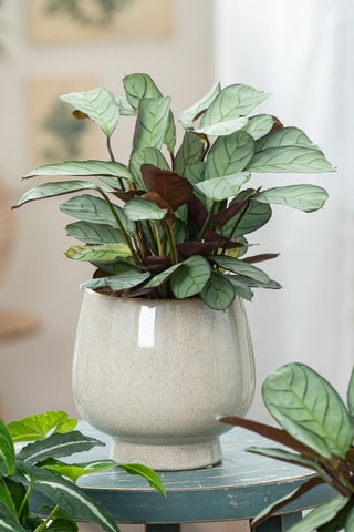 2 Ctenanthe Burle-Marxii Amagris - Hauteur livrée 25-35 cm