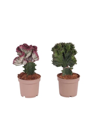 2 Euphorbia Lactea - 
Hauteur livrée 25-30 cm