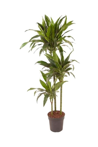 Dracaena "Janet Craig" - Hauteur livrée 140-150 cm