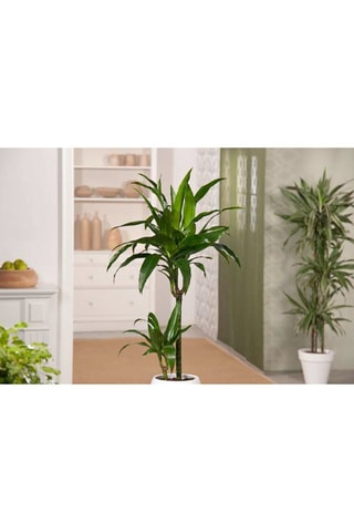 Dracaena "Janet Craig" - Hauteur livrée 140-150 cm