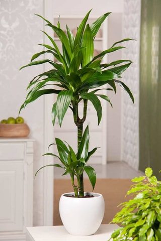 Dracaena "Janet Craig" - Hauteur livrée 140-150 cm
