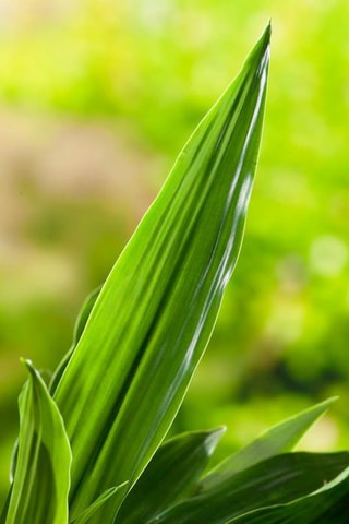 Dracaena "Janet Craig" - Hauteur livrée 140-150 cm