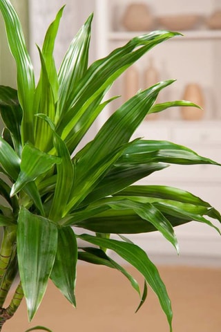 Dracaena "Janet Craig" - Hauteur livrée 140-150 cm