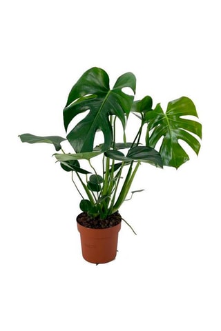 Monstera Deliciosa - 
Hauteur livrée 60-70 cm