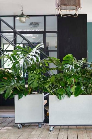 Monstera Deliciosa - 
Hauteur livrée 60-70 cm