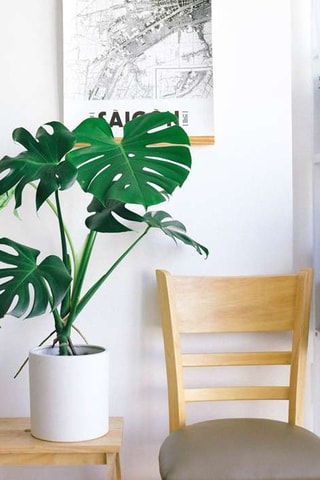 Monstera Deliciosa - 
Hauteur livrée 60-70 cm