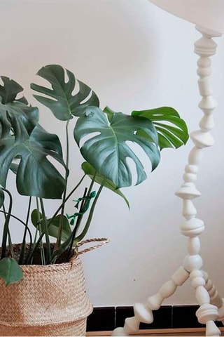 Monstera Deliciosa - 
Hauteur livrée 60-70 cm