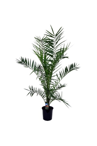 Palmier XL Phoenix Canariensis - Hauteur livrée 80-100 cm