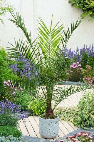Palmier XL Phoenix Canariensis - Hauteur livrée 80-100 cm