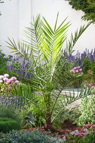 Palmier XL Phoenix Canariensis - Hauteur livrée 80-100 cm
