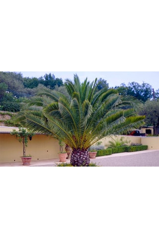Palmier XL Phoenix Canariensis - Hauteur livrée 80-100 cm