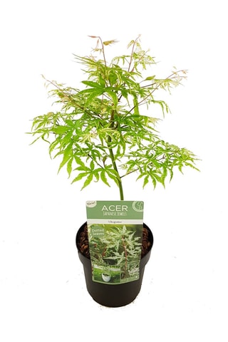 Érable japonais "Ukigumo" - Hauteur livrée :  50 à 60 cm