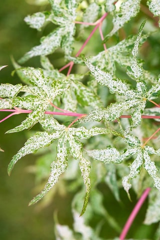 Érable japonais "Ukigumo" - Hauteur livrée :  50 à 60 cm