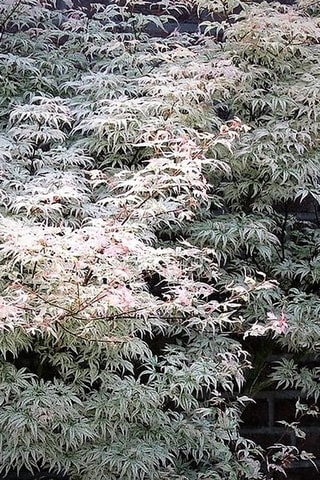 Érable japonais "Ukigumo" - Hauteur livrée :  50 à 60 cm