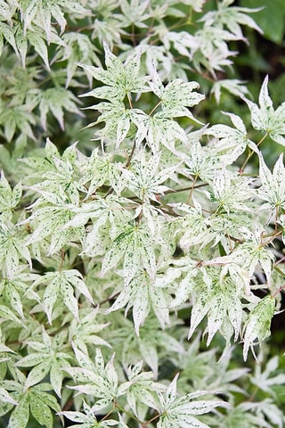 Érable japonais "Ukigumo" - Hauteur livrée :  50 à 60 cm