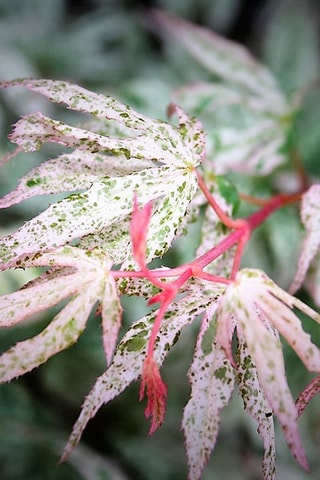 Érable japonais "Ukigumo" - Hauteur livrée :  50 à 60 cm