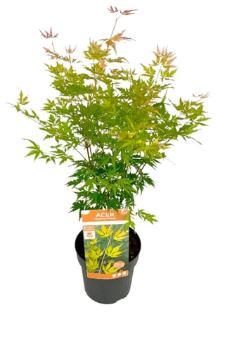 Erable japonais 'Orange Lace' - Hauteur livrée 60-70 cm