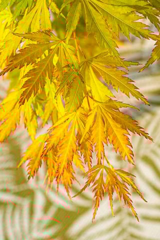 Erable japonais 'Orange Lace' - Hauteur livrée 60-70 cm