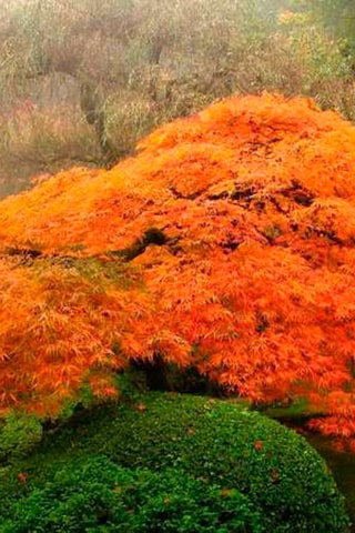Erable japonais 'Orange Lace' - Hauteur livrée 60-70 cm