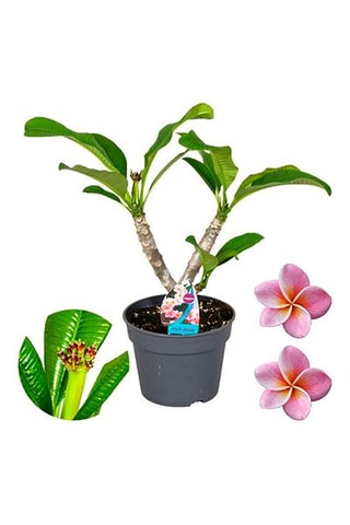Plumeria Hawaïen - Rose - Hauteur livrée 55-70 cm