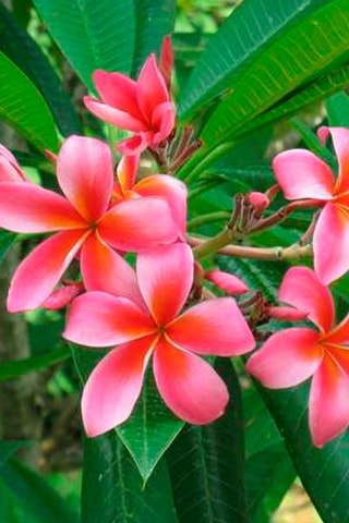 Plumeria Hawaïen - Rose - Hauteur livrée 55-70 cm