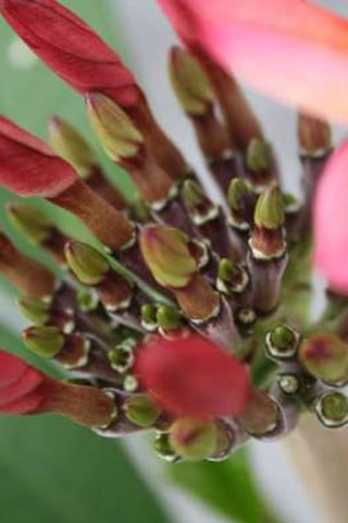 Plumeria Hawaïen - Rose - Hauteur livrée 55-70 cm