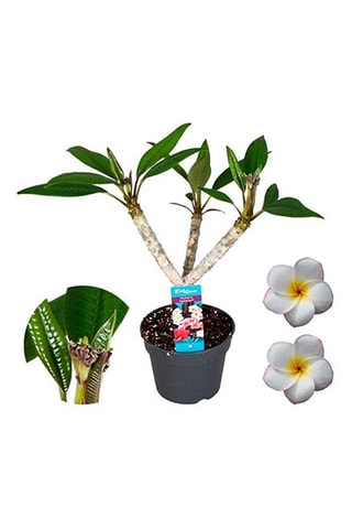 Plumeria Hawaïen - Blanc - Hauteur livrée 55-70 cm