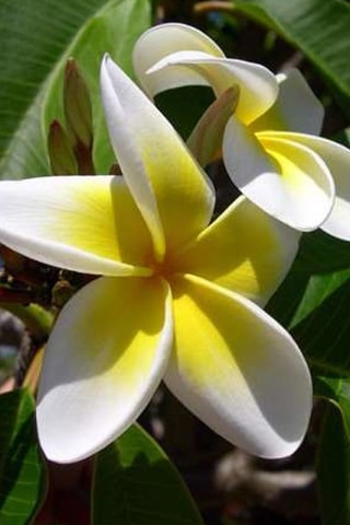 Plumeria Hawaïen - Blanc - Hauteur livrée 55-70 cm