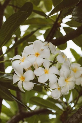 Plumeria Hawaïen - Blanc - Hauteur livrée 55-70 cm
