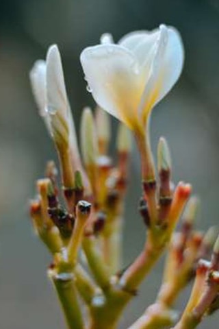 Plumeria Hawaïen - Blanc - Hauteur livrée 55-70 cm