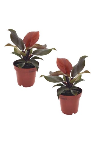 2 philodendron Sun Light - Hauteur livrée 20-30 cm
