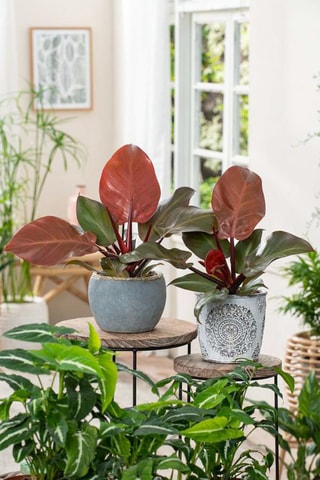 2 philodendron Sun Light - Hauteur livrée 20-30 cm