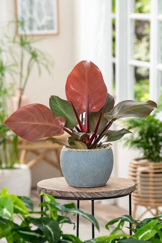 2 philodendron Sun Light - Hauteur livrée 20-30 cm