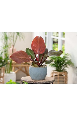 2 philodendron Sun Light - Hauteur livrée 20-30 cm