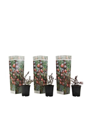 3 plants de Cranberry - Hauteur livrée 25-40 cm