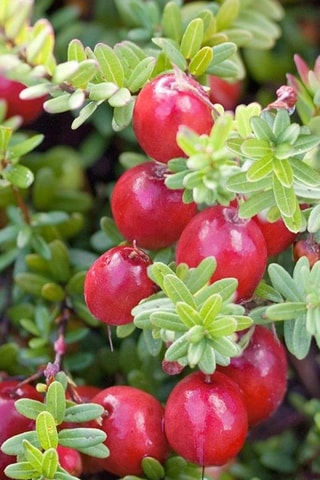 3 plants de Cranberry - Hauteur livrée 25-40 cm