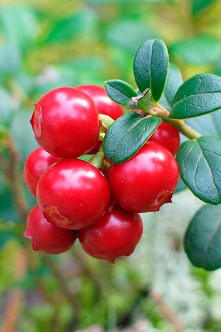 3 plants de Cranberry - Hauteur livrée 25-40 cm