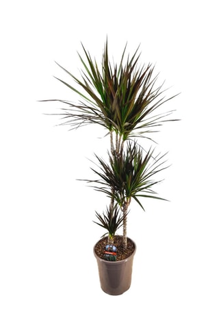 Arbre dragon XL Dracaena 'Magenta' - Hauteur livrée 1,1-1,3 m