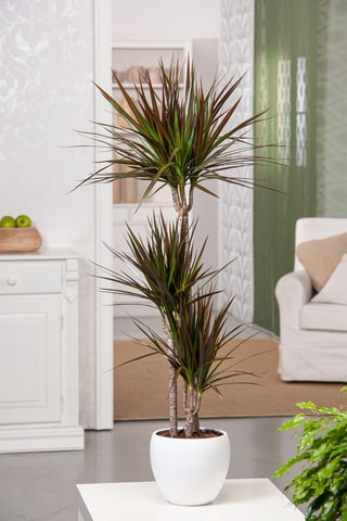 Arbre dragon XL Dracaena 'Magenta' - Hauteur livrée 1,1-1,3 m