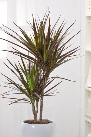 Arbre dragon XL Dracaena 'Magenta' - Hauteur livrée 1,1-1,3 m
