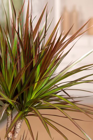 Arbre dragon XL Dracaena 'Magenta' - Hauteur livrée 1,1-1,3 m