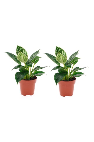 2 Philodendron White Wave - Hauteur livrée 60-80 cm