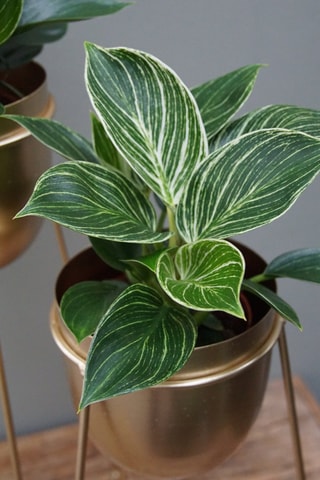 2 Philodendron White Wave - Hauteur livrée 60-80 cm