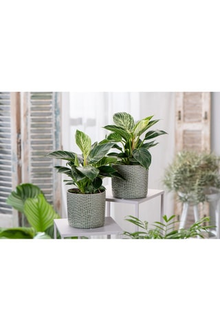 2 Philodendron White Wave - Hauteur livrée 60-80 cm