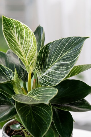2 Philodendron White Wave - Hauteur livrée 60-80 cm