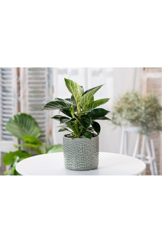 2 Philodendron White Wave - Hauteur livrée 60-80 cm