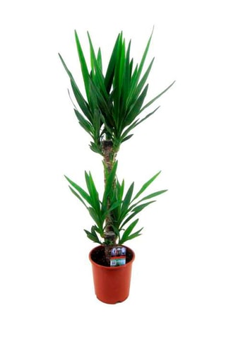 Yucca Elephantipes 'Elephant tree' - Hauteur livrée 70-80 cm